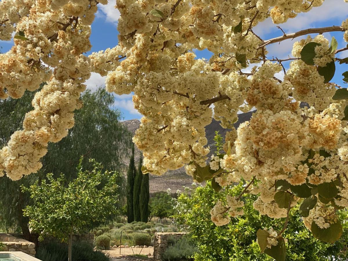 The Olive House, Prince Albert Esterno foto